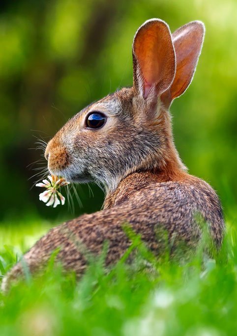 landscape nature grass lawn meadow prairie
